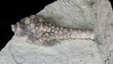 Aulocrinus Crinoid Fossil - Crawfordsville #20841-2